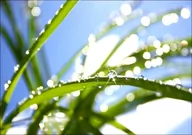 Plakaty - Galeria Plakatu, Plakat, Poranna rosa, 40x30 cm - miniaturka - grafika 1