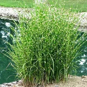 Trawy i trawniki - Miscanthus Miskant chiński Strictus 1 szt. doniczka P9 - miniaturka - grafika 1