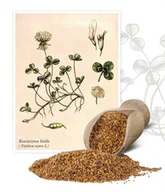 Nasiona i cebule - Koniczyna biała 0,2 kg - miniaturka - grafika 1