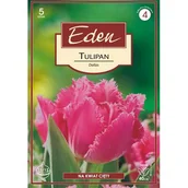 Nasiona i cebule - Tulipan Fringed Dallas 5 sztuk Eden - miniaturka - grafika 1