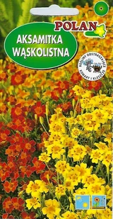 Aksamitka wąskolistna mieszanka Talizman 0.5 g POLAN - Nasiona i cebule - miniaturka - grafika 1