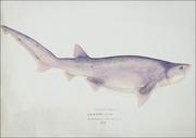 Plakaty - Antique fish Tiger Shark, F. E. Clarke - plakat 100x70 cm - miniaturka - grafika 1