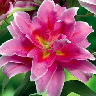 Lilia Pełna Roselily Celina 1 szt. cebule cebulki lilii lilie - Nasiona i cebule - miniaturka - grafika 1
