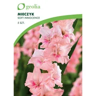 Nasiona i cebule - Mieczyk Soft Innocence 10/12 5 szt. cebulki kwiatów Geolia - miniaturka - grafika 1