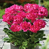 Nasiona i cebule - Piwonie Piwonia Patio London 1 szt sadzonki - miniaturka - grafika 1