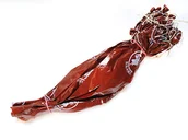 Artykuły masarskie - Osłonki fibrusowe "Krakowska" fi 65/102 dł. 50 cm - 25 sztuk - miniaturka - grafika 1