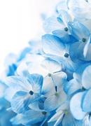 Tapety - Nice Wall Niebieskie kwiaty fototapeta FM0454 - miniaturka - grafika 1