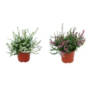 Kwiaty doniczkowe - Wrzos - miniaturka - grafika 1