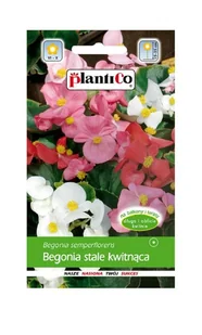 Begonia stale kwitnąca zielonolistna mix 0,1 g Plantico - Nasiona i cebule - miniaturka - grafika 1