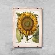 Plakaty - Plakat w stylu retro Botaniczny nadruk słonecznika - miniaturka - grafika 1