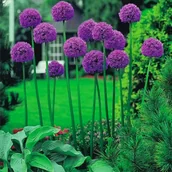 Nasiona i cebule - Allium Czosnek Ozdobny Gladiator 3 szt cebulki 12/+ - miniaturka - grafika 1