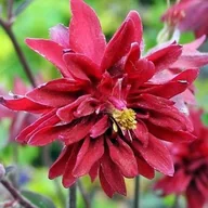 Nasiona i cebule - Aquilegia Orlik pełny Barlow Red 1 szt. - miniaturka - grafika 1