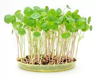 Nasiona i cebule - Toraf Microgreens Nasturcja 1kg Mic000030 - miniaturka - grafika 1