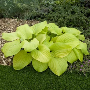 Hosta Funkia Tortilla Chip 1 szt byliny - Nasiona i cebule - miniaturka - grafika 1