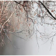 Fototapety - FOTOTAPETA GAŁĘZIE BETON SZARY NATURA NA ŚCIANĘ SYPIALNIA SALON 350x250 - miniaturka - grafika 1