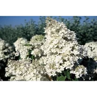 Kwiaty doniczkowe - Hortensja bukietowa 30-50cm C2 - miniaturka - grafika 1