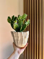 Donice - Osłonka organiczna - miniaturka - grafika 1