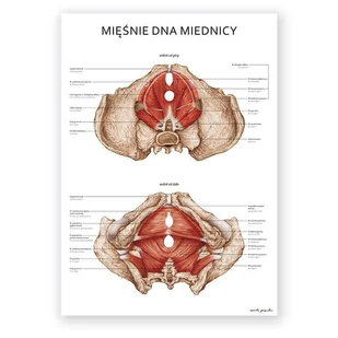 Plakat anatomiczny - Mięśnie dna miednicy kobiety - Marta Pawelec - Mapy i plansze edukacyjne - miniaturka - grafika 1