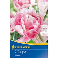 Nasiona i cebule - Cebule tulipanów Gefüllte späte Tulpe Finola - miniaturka - grafika 1