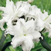 Nasiona i cebule - Lilia pełna Roselily Angela 1 szt. cebule cebulki lilii lilie - miniaturka - grafika 1