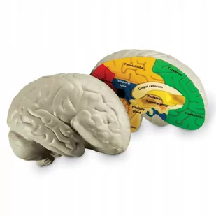 Mózg model mózgu z pianki anatomia - Łamigłówki - miniaturka - grafika 1
