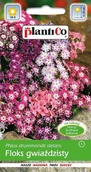 Nasiona i cebule - Plantico Floks gwiaździsty mix - miniaturka - grafika 1
