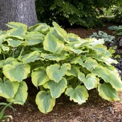 Nasiona i cebule - Hosta Funkia Wu-La-La 1 szt. - miniaturka - grafika 1