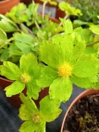 Nasiona i cebule - Cieszynianka wiosenna - Hacquetia epipactis - miniaturka - grafika 1