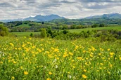 Plakaty - Plakat, Łąka pełna kwiatów Pireneje, 84,1x59,4 cm - miniaturka - grafika 1
