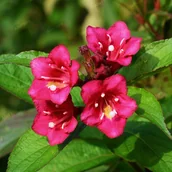 Kwiaty doniczkowe - Krzewuszka 'Eva Rathke' (Weigela) Mrozoodporny krzew Doniczka 2.0L - miniaturka - grafika 1
