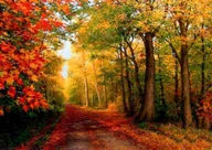 Malowanie po numerach - Jesienny Las - miniaturka - grafika 1