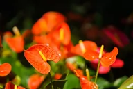 Kwiaty doniczkowe - Anturium pomarańczowe anthurium karma  orange P9 - miniaturka - grafika 1