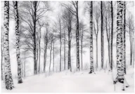 Fototapety - Fototapeta Drzewa Czarno Białe Las Natura 250x175 cm Tapeta Do Sypialni Salonu Kuchni Na Flizelinie - miniaturka - grafika 1