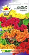 Nasiona i cebule - CELOZJA GRZEBIENIASTA CELOSIA ARGENTEA MIX KOLORÓW NASIONA 0,5 g - miniaturka - grafika 1