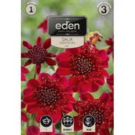 Nasiona i cebule - Dalia Jive 1 sztuka Eden - miniaturka - grafika 1