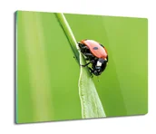 Deski do krojenia - ochrona na indukcję Biedronka owad trawa 60x52, ArtprintCave - miniaturka - grafika 1