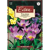 Nasiona i cebule - Tulipan botaniczny Saxatilis 12 sztuk Eden - miniaturka - grafika 1