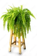 Kwiaty doniczkowe - Paproć Nephrolepis Bostoniensis P12 - miniaturka - grafika 1