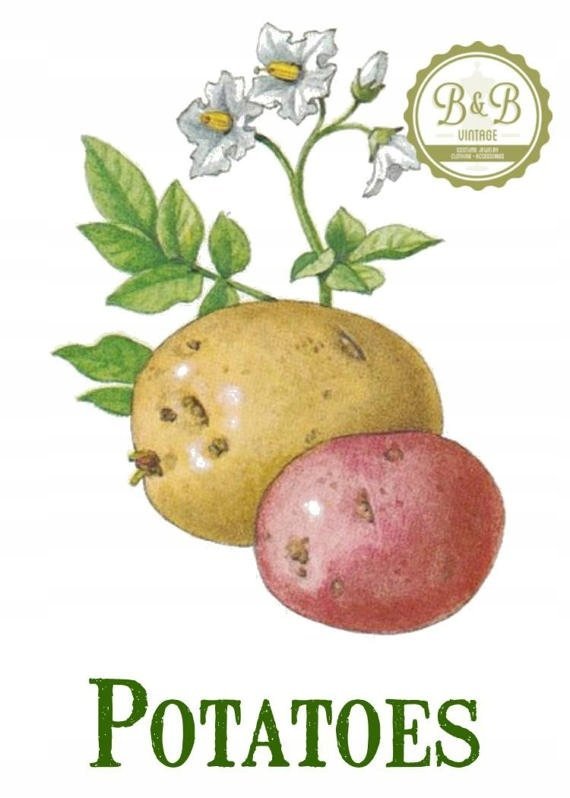 PODKŁADKA POD MYSZ Z Nadrukiem 22x18 cm Warzywa Owoce Tekst Prezent