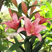 Nasiona i cebule - Lilia azjatycka Brindisi XL 18/20 1 szt. cebule cebulki - miniaturka - grafika 1