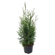 Sadzonki drzew krzewów - Thuja occidentalis 'King of Brabant' PBR wys. 30-40 cm don. 3 l - miniaturka - grafika 1