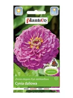Nasiona i cebule - Plantico Cynia daliowa lawendowa - miniaturka - grafika 1