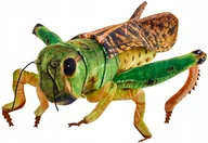 Maskotki i pluszaki - Maskotka Konik Polny - 41cm - miniaturka - grafika 1