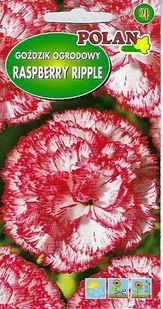 Goździk ogrodowy Raspberry Ripple 0.2 g POLAN - Nasiona i cebule - miniaturka - grafika 1