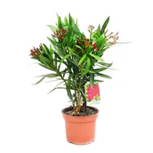 Kwiaty doniczkowe - Oleander - miniaturka - grafika 1