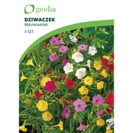 Nasiona i cebule - Dziwaczek peruwiański 3szt. cebulki kwiatów Geolia - miniaturka - grafika 1