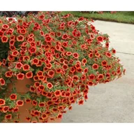 Kwiaty doniczkowe - Calibrachoa Superbells®czerwony, pomarańczowy, różowy - miniaturka - grafika 1