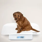 Pozostałe akcesoria dla psów - Beurer waga dla zwierząt i ludzi biały PP 170 - miniaturka - grafika 1