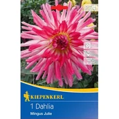 Nasiona i cebule - Dalia kaktusowa Mingus Julie - miniaturka - grafika 1