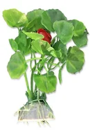 Dekoracje do akwarium - Roślina blister 10cm 1b23 Happet - miniaturka - grafika 1